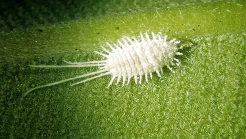 Борошнистий червець