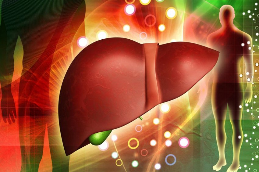 Печінка Печінка