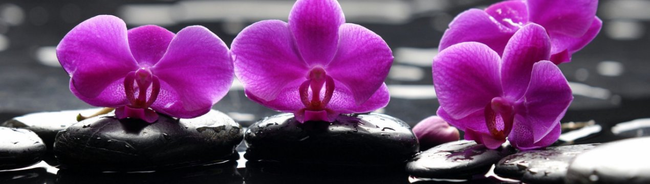 Як відновити орхідею в домашніх умовах?