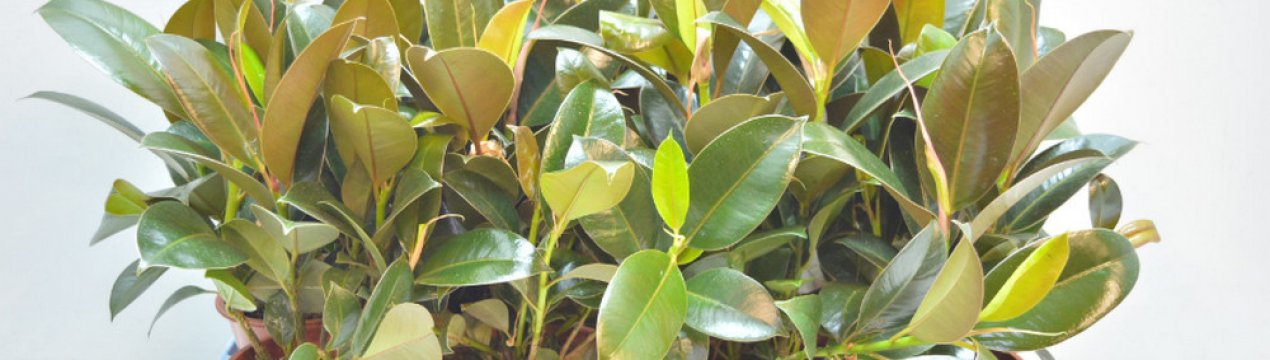 Фікус мелані: як доглядати в домашніх умовах