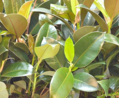 Фікус мелані: як доглядати в домашніх умовах