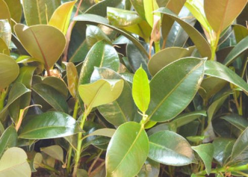 Фікус мелані: як доглядати в домашніх умовах