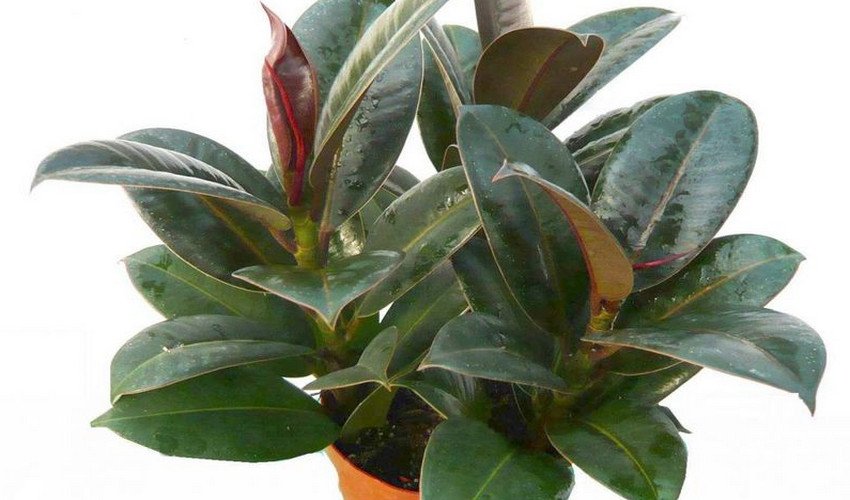 Фікус Мелані Фікус Мелані