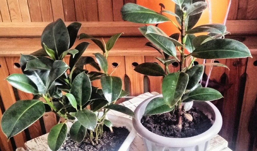 Фікус Мелані Фікус Мелані