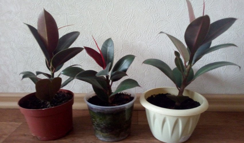 Фікус Мелані Фікус Мелані