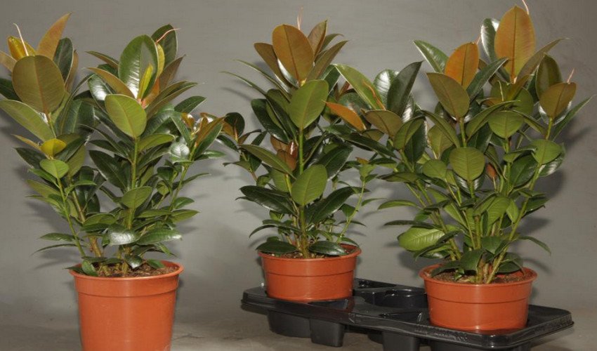 Фікус Мелані Фікус Мелані