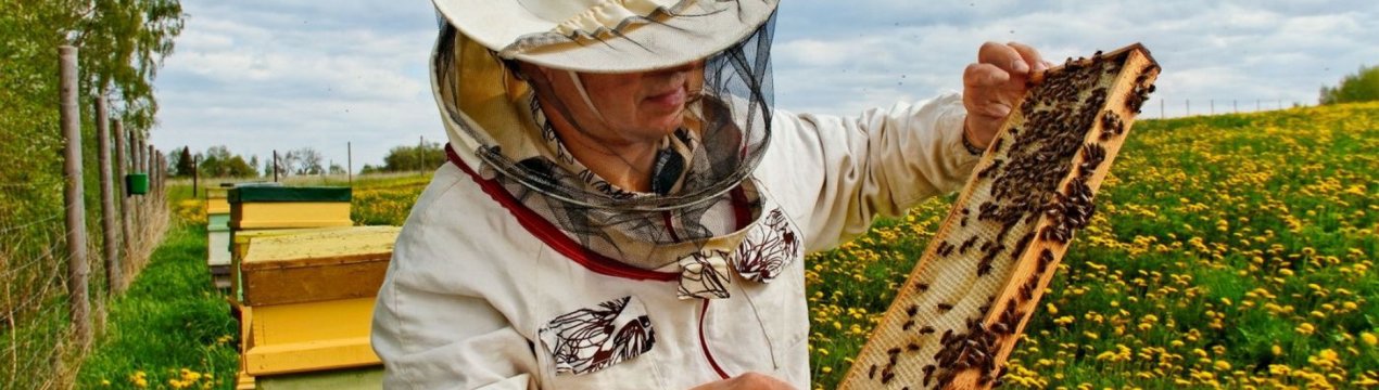 Дикий мед людей з Вічі: скарб сучасності