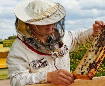 Дикий мед людей з Вічі: скарб сучасності