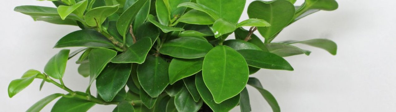 Фікус микрокарпа: як доглядати в домашніх умовах