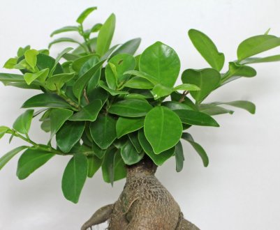 Фікус микрокарпа: як доглядати в домашніх умовах