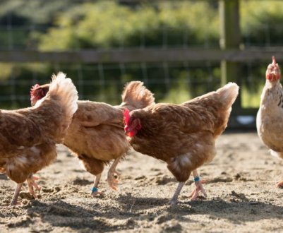 Як лікувати глисти у курей