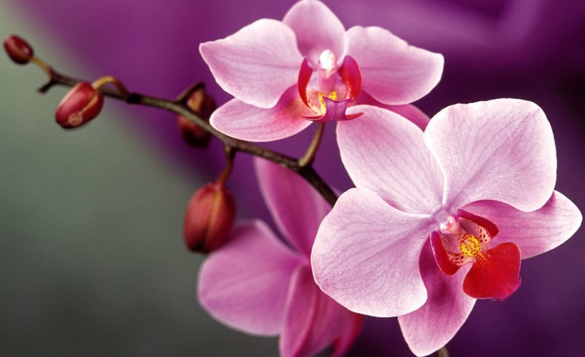 Орхідея Орхідея