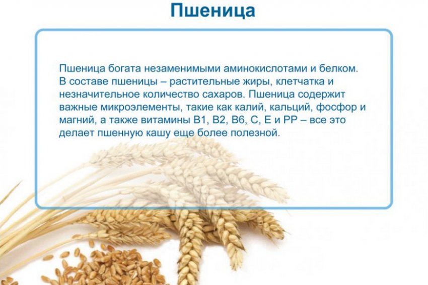 Польза пшеницы
