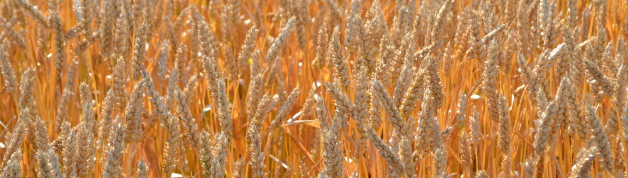Характеристика та правила вирощування озимої пшениці Олексійович