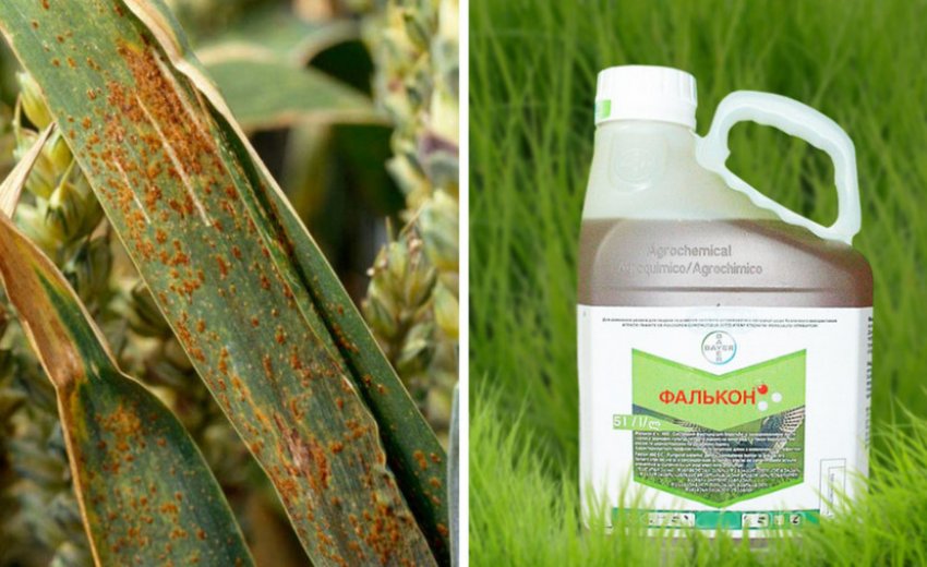 Боротьба з іржею пшениці Боротьба з іржею пшениці