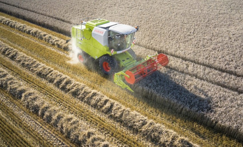 Збирання пшениці роздільним методом Збирання пшениці роздільним методом