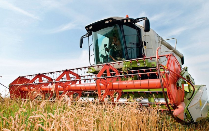 Збирання пшениці комбайнуванням Збирання пшениці комбайнуванням