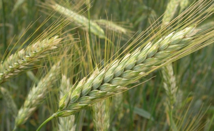 Багаторядний ячмінь Багаторядний ячмінь