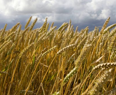 Опис та особливості вирощування озимої пшениці сорту Степ