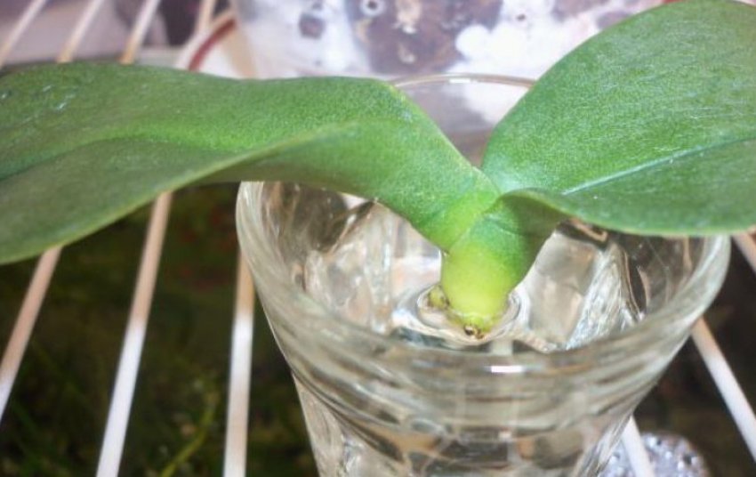 Реанімація орхідеї Реанімація орхідеї