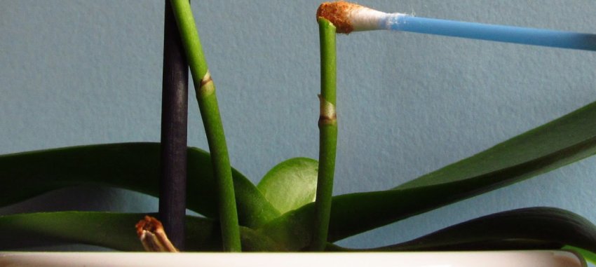 Реанімація орхідеї без квітконосу Реанімація орхідеї без квітконосу