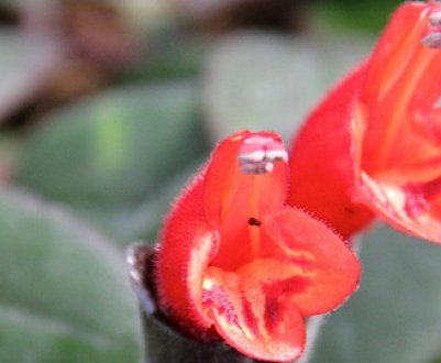 Квітка есхінантус: як доглядати в домашніх умовах