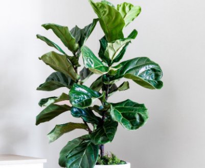 Фікус ліровидний: догляд в домашніх умовах