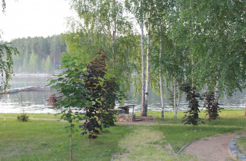 Золота рибка Золота рибка