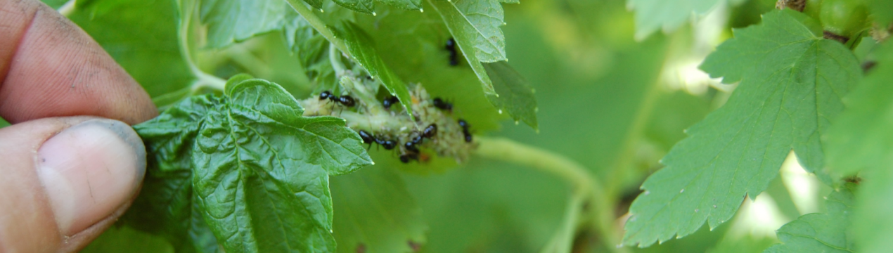 Сигаретні окурки допоможуть вигнати тли з огіркових грядок