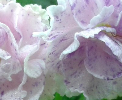 Фіалка Ле-Айседора: догляд та вирощування в домашніх умовах