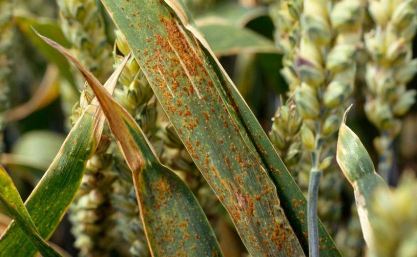 Бура іржа пшениці