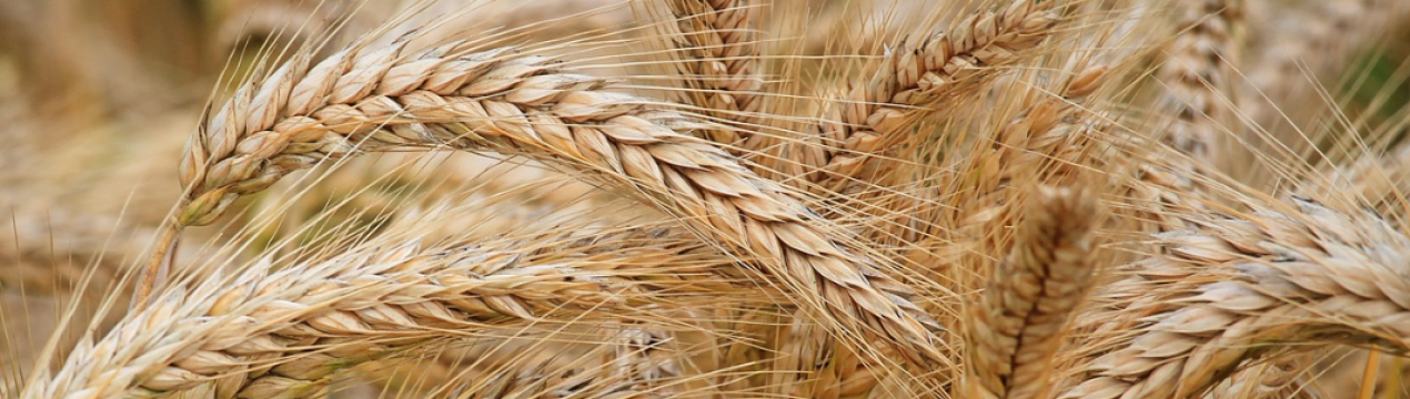 Середня врожайність ярого та озимого ячменю в Росії