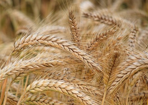 Середня врожайність ярого та озимого ячменю в Росії