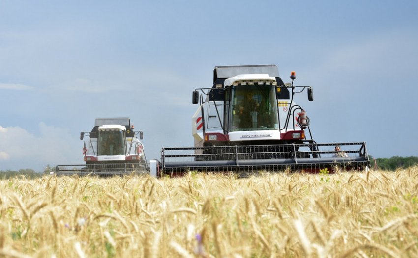 Збирання озимої пшениці