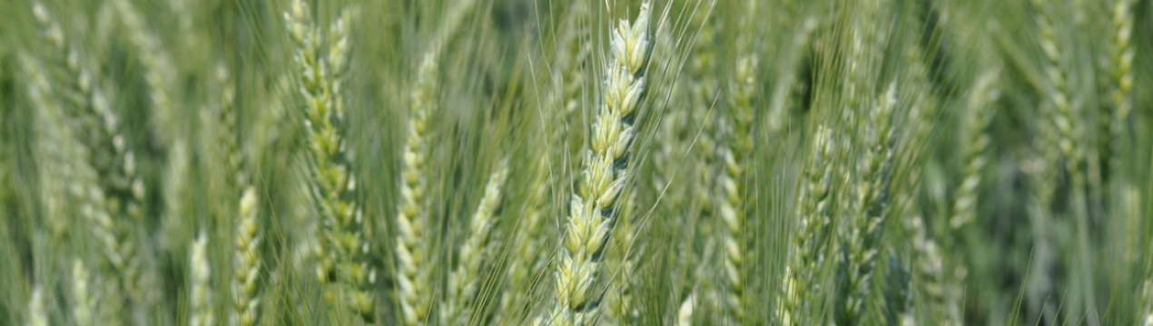 Опис і характеристики озимої пшениці сорту Аскет