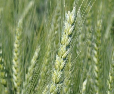 Опис і характеристики озимої пшениці сорту Аскет