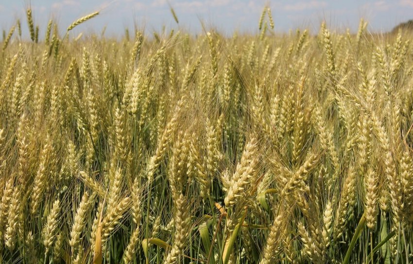 Озима пшениця Аскет Озима пшениця Аскет