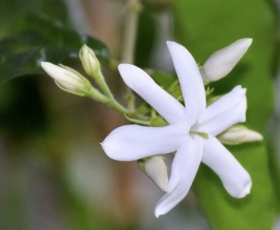 Жасмин кімнатний: опис, особливості змісту та догляду за рослиною