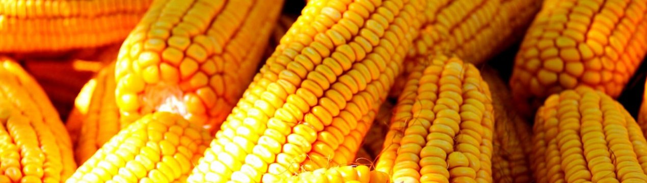 Китай видає сертифікати біобезпеки для стійкості рослин до гербіцидів