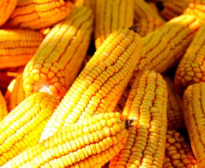 Китай видає сертифікати біобезпеки для стійкості рослин до гербіцидів