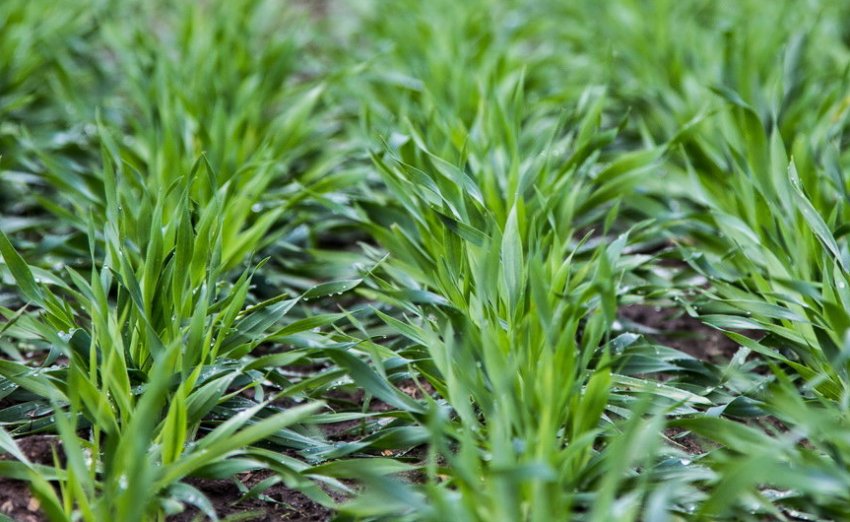 Вирощування ячменю