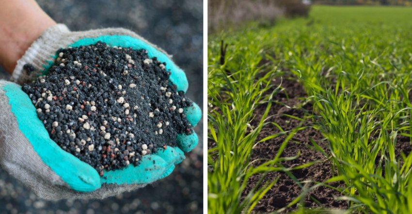 Добриво ячменю