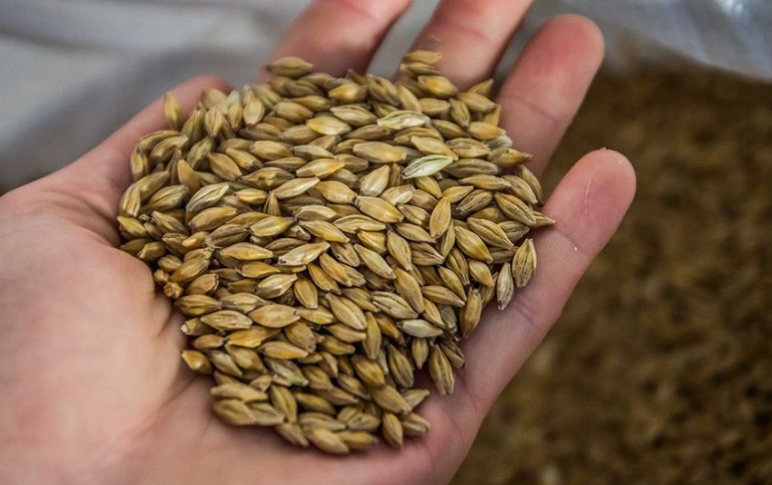 Насіння ячменю