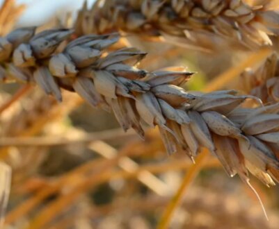 Опис і характеристики пшениці: для чого вона потрібна і як її вирощувати