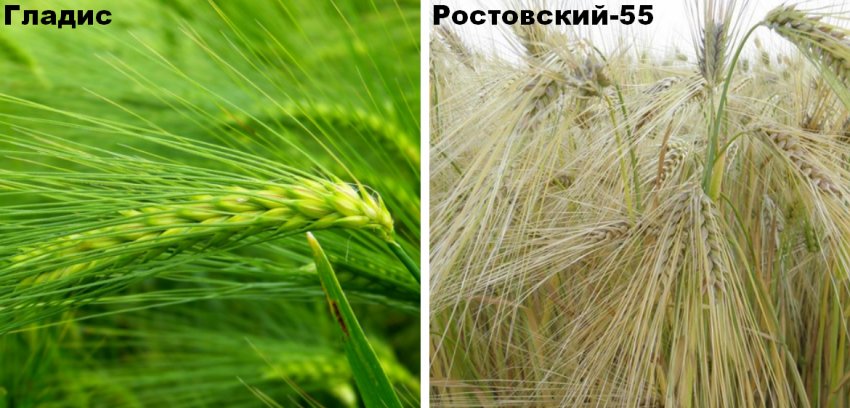 Сорти озимого ячменю