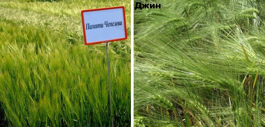 Сорти ярого ячменю