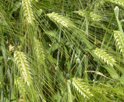 Опис та особливості вирощування сорту ячменю Вакула