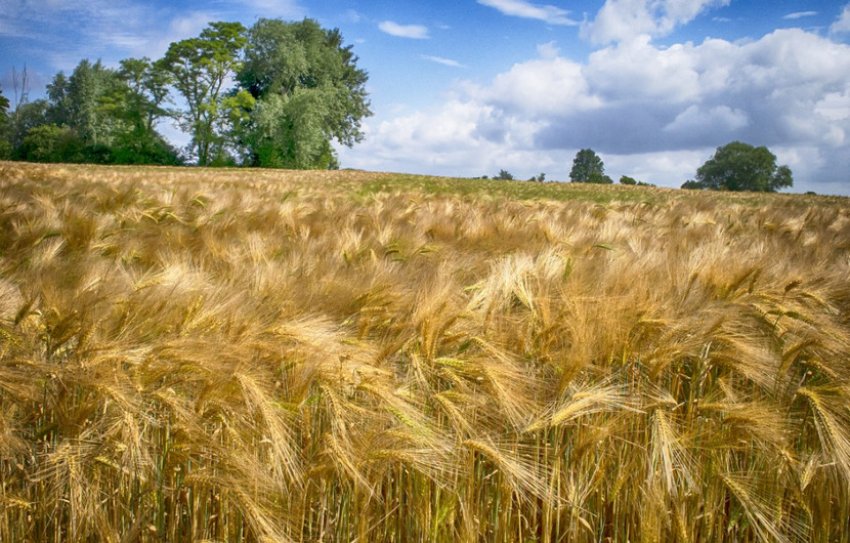 Ячмінне поле Ячмінне поле
