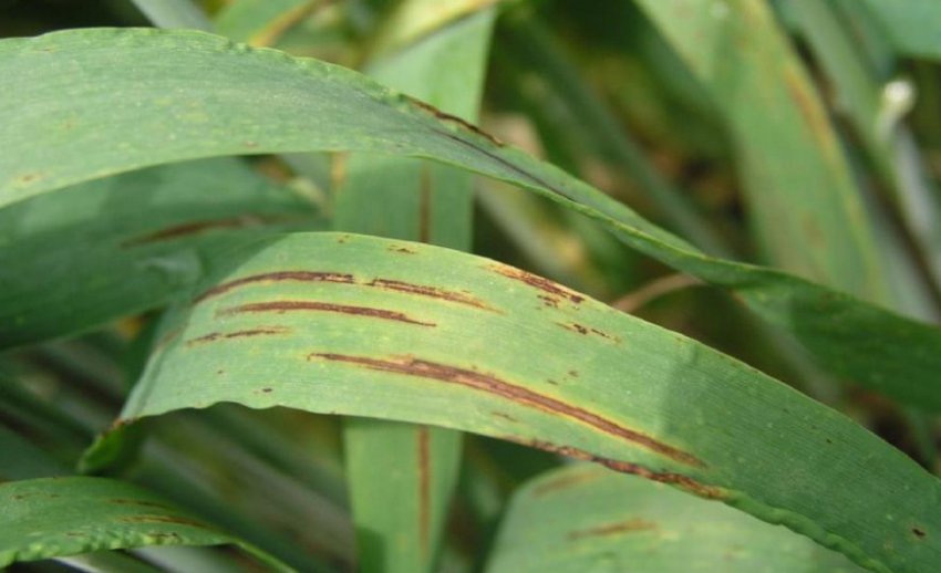 Смугастий гельмінтоспоріоз ячменю Смугастий гельмінтоспоріоз ячменю