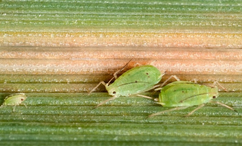 Злакова попелиця Злакова попелиця
